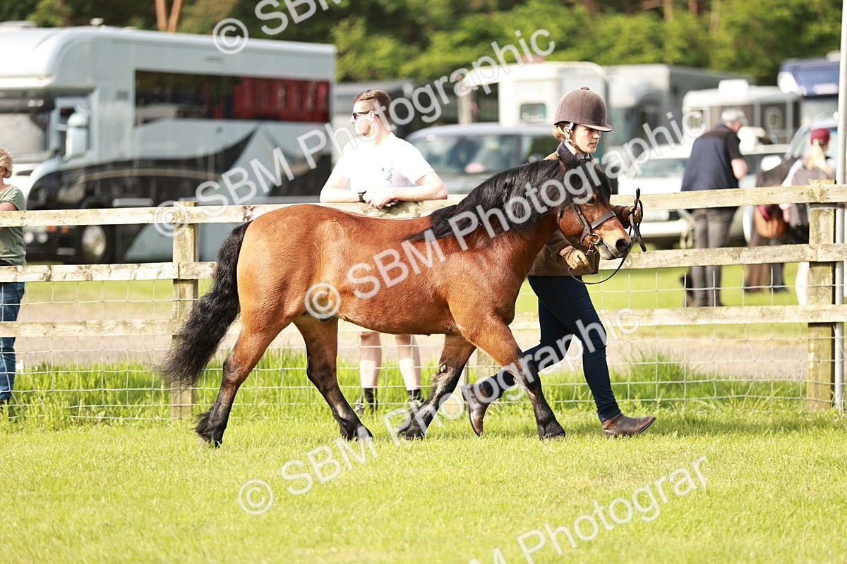 SBM_00451 - Class 14-23 - Mountain & Moorland In Hand Non Welsh
