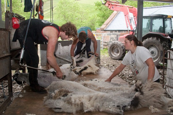 10 - Shearing at Glenwhargen Farm