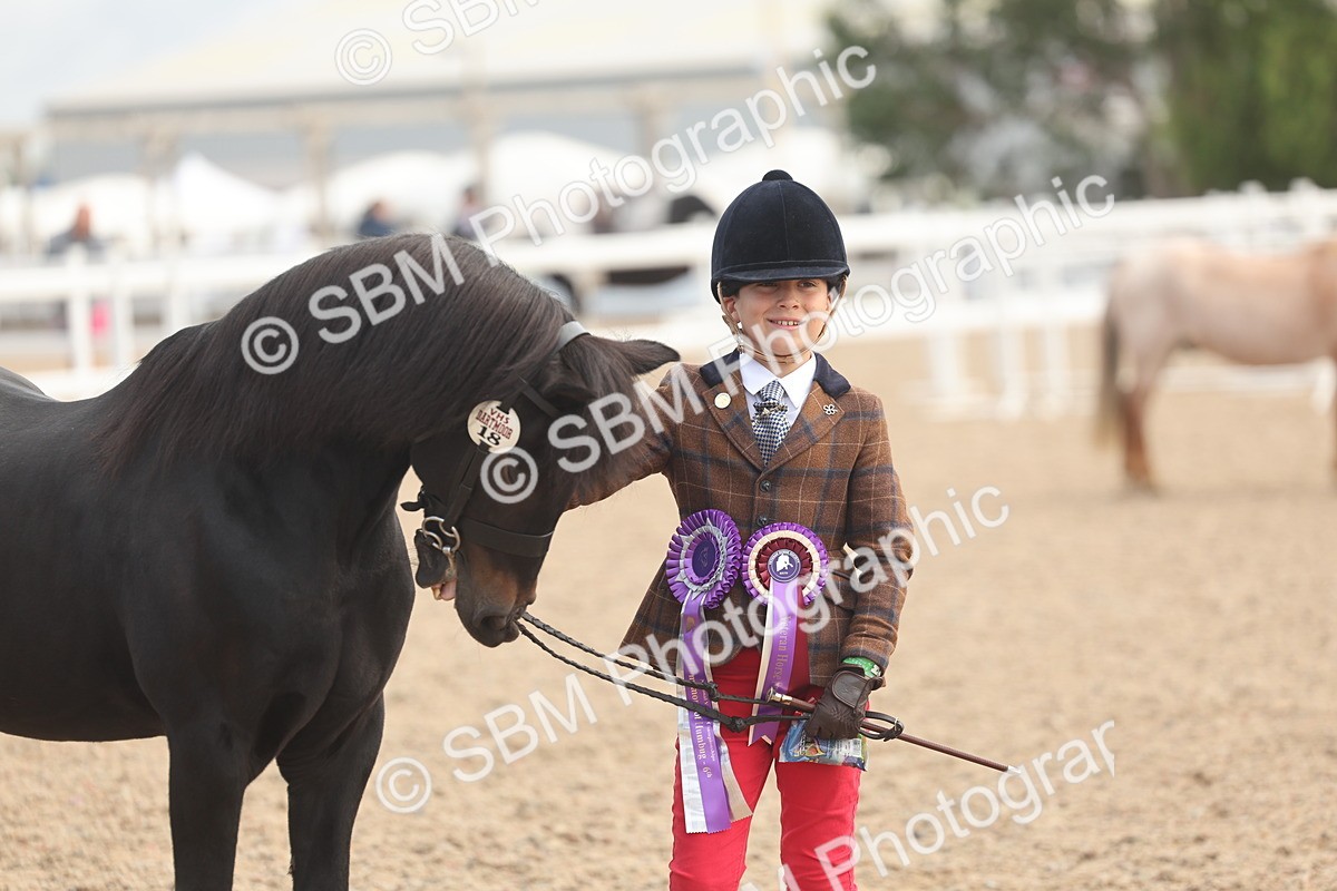 SBM_04512 - Class 18 - Handsomest Gelding (IH or Ridden)