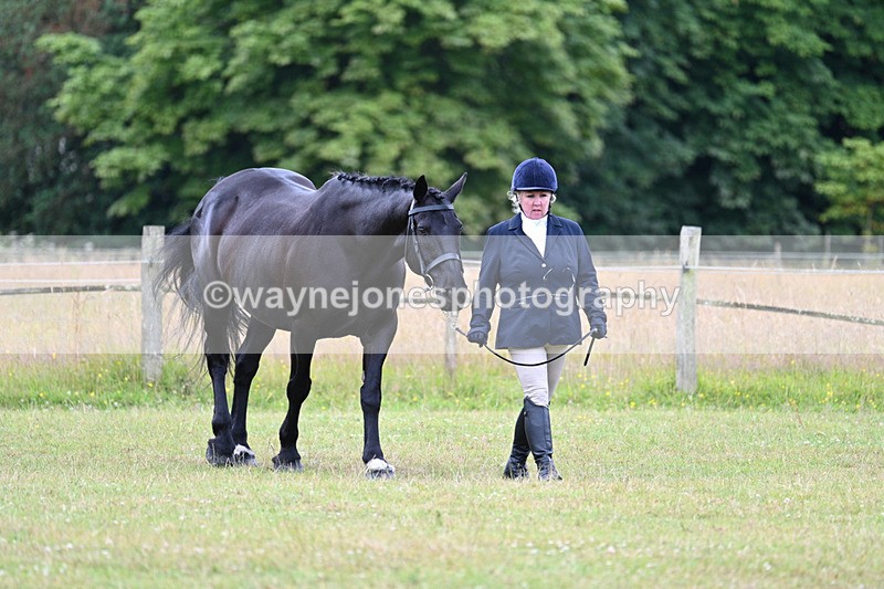 WJ7_6995 - Class 5a Most Handsome Gelding in Hand
