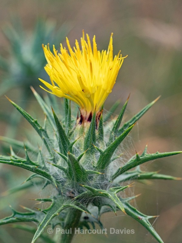 Downy Safflower ( Carthamnus lanatus) - Wild Flowers 2020