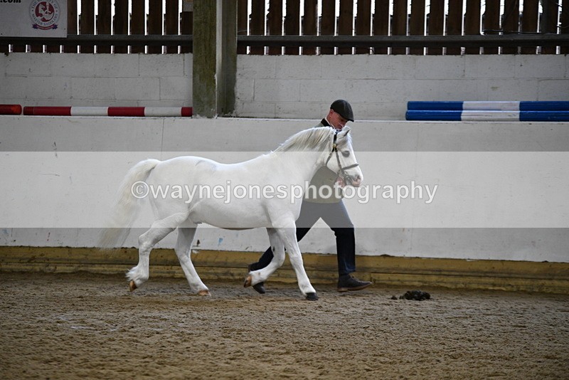 WJ5_5175 - Class 4 In hand M&M - small breeds