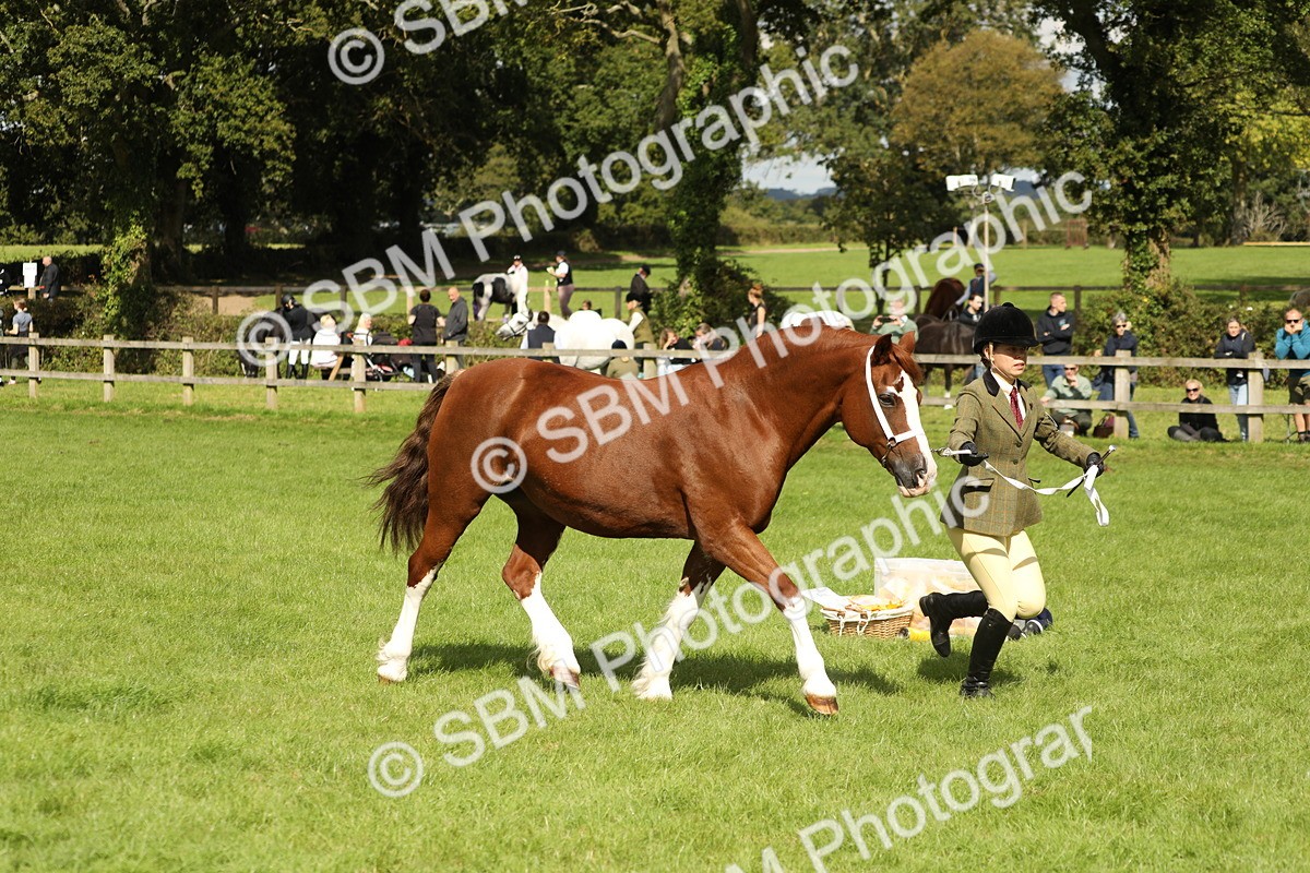 SBM_65405 - S47 - Mountain & Moorland In Hand Large Breeds