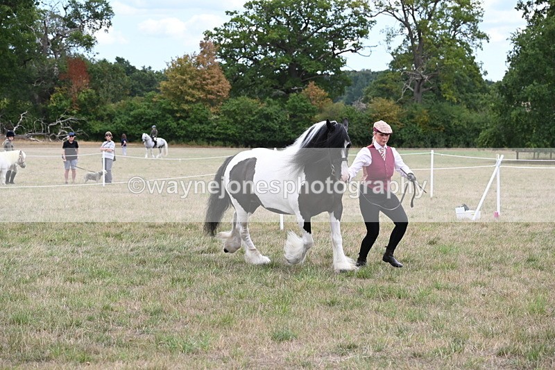 WJ6_5498 - Class 18 In-hand Coloured