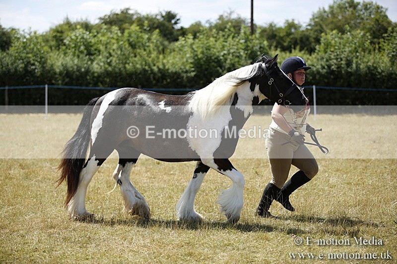 _C7A0137 - In Hand Championship BVRC Show 2018
