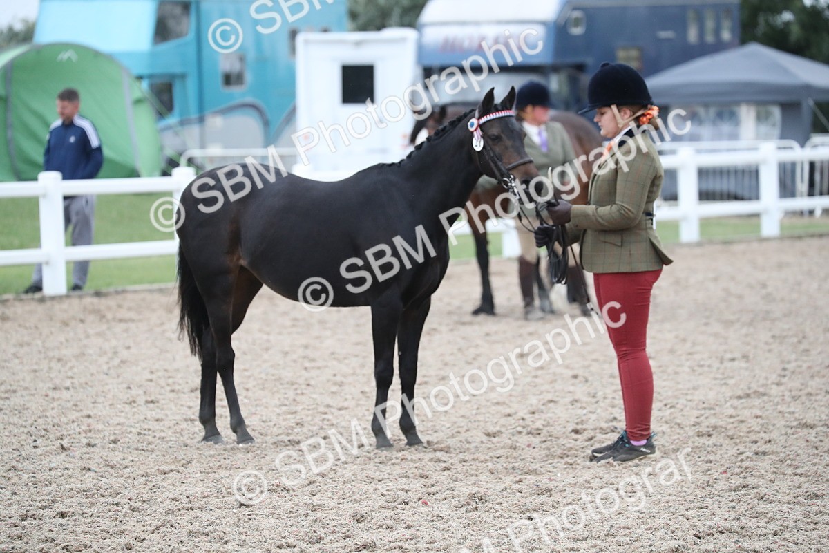 SBM_18394 - Class 318 IH Part bred Horse/Pony