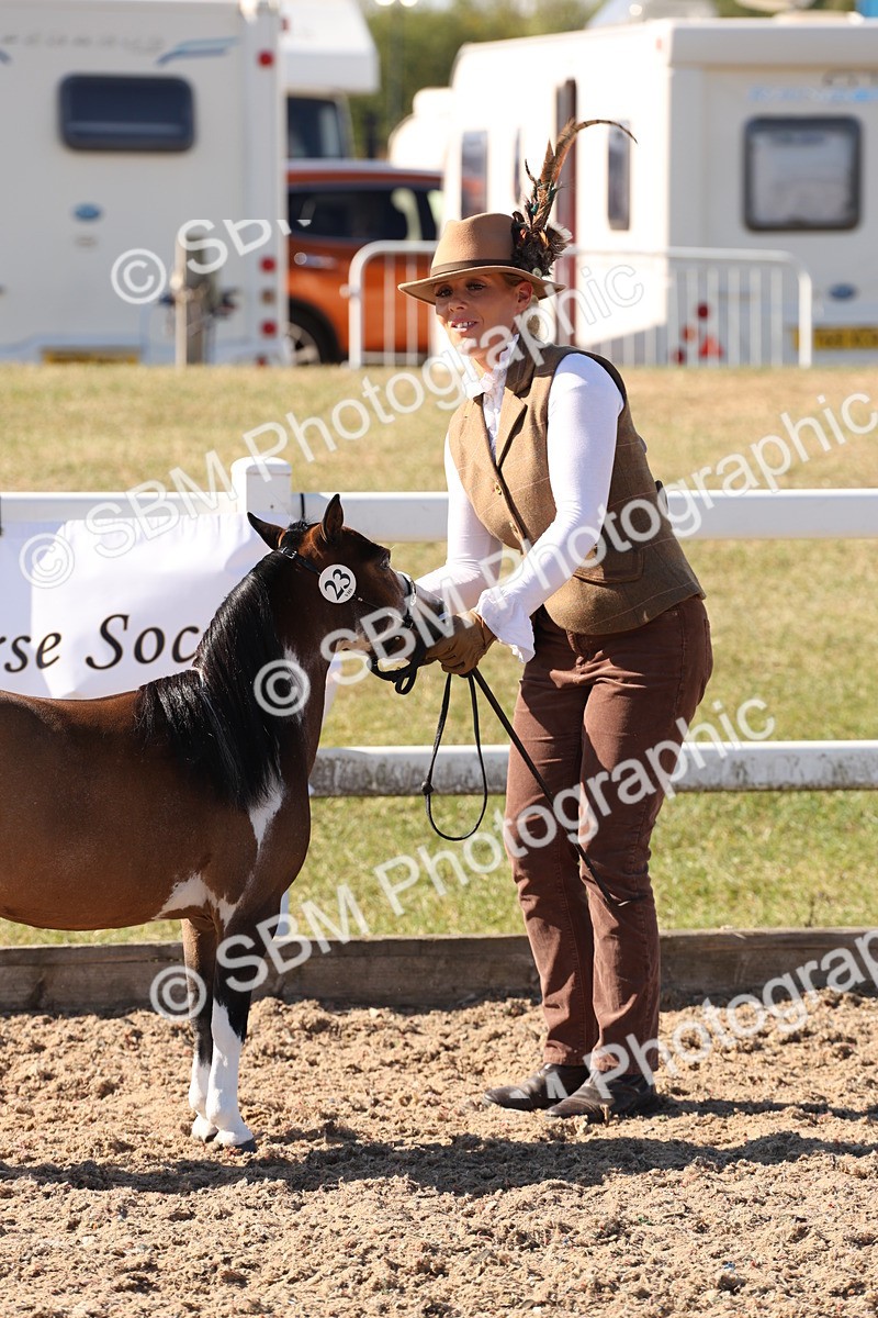 SBM_12945 - Class 206 - IH Non Show Type Pony