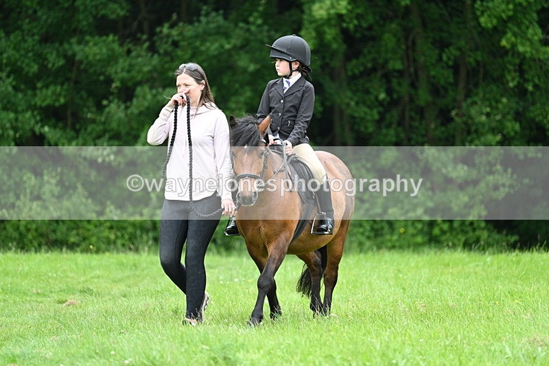 WJ7_3827 - Class 14A Handsome Gelding
