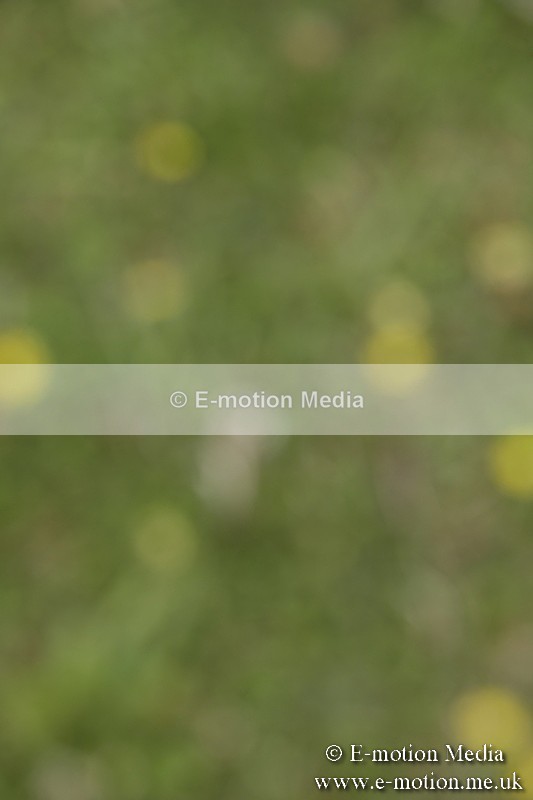 BVR160717-1390 - Class 3 Dressage 16/07/17