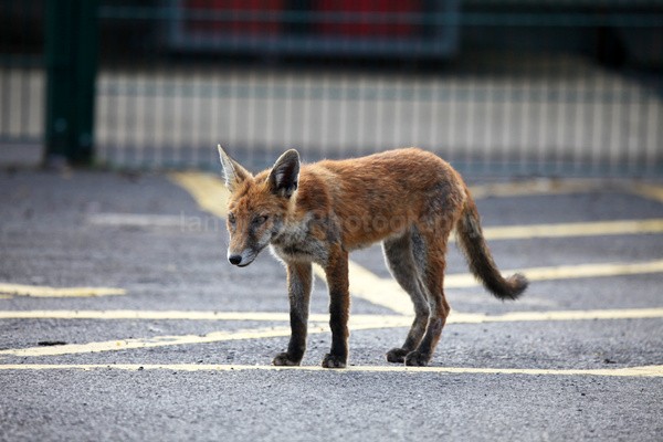  - Urban Foxes, Bristol, Great Britain