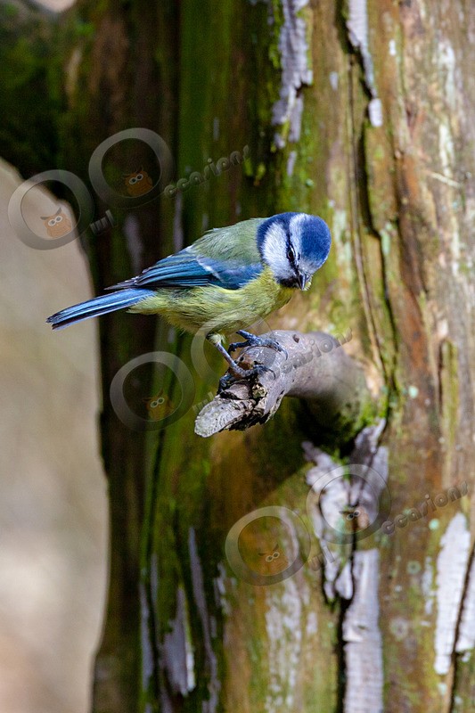 blue tit Cyanistes caeruleus-3374 - UK birds