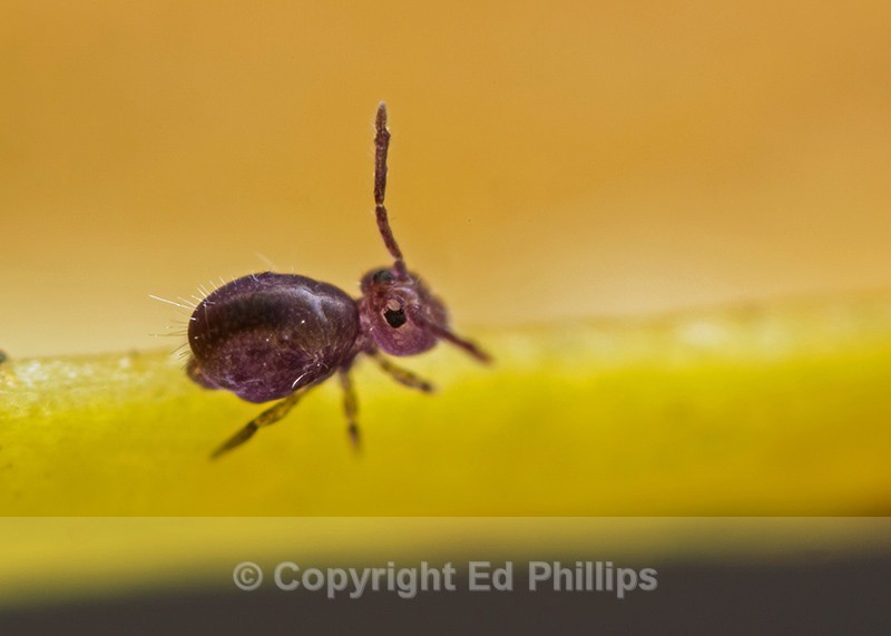 Dicyrtoma fusca - Dicyrtoma fusca
