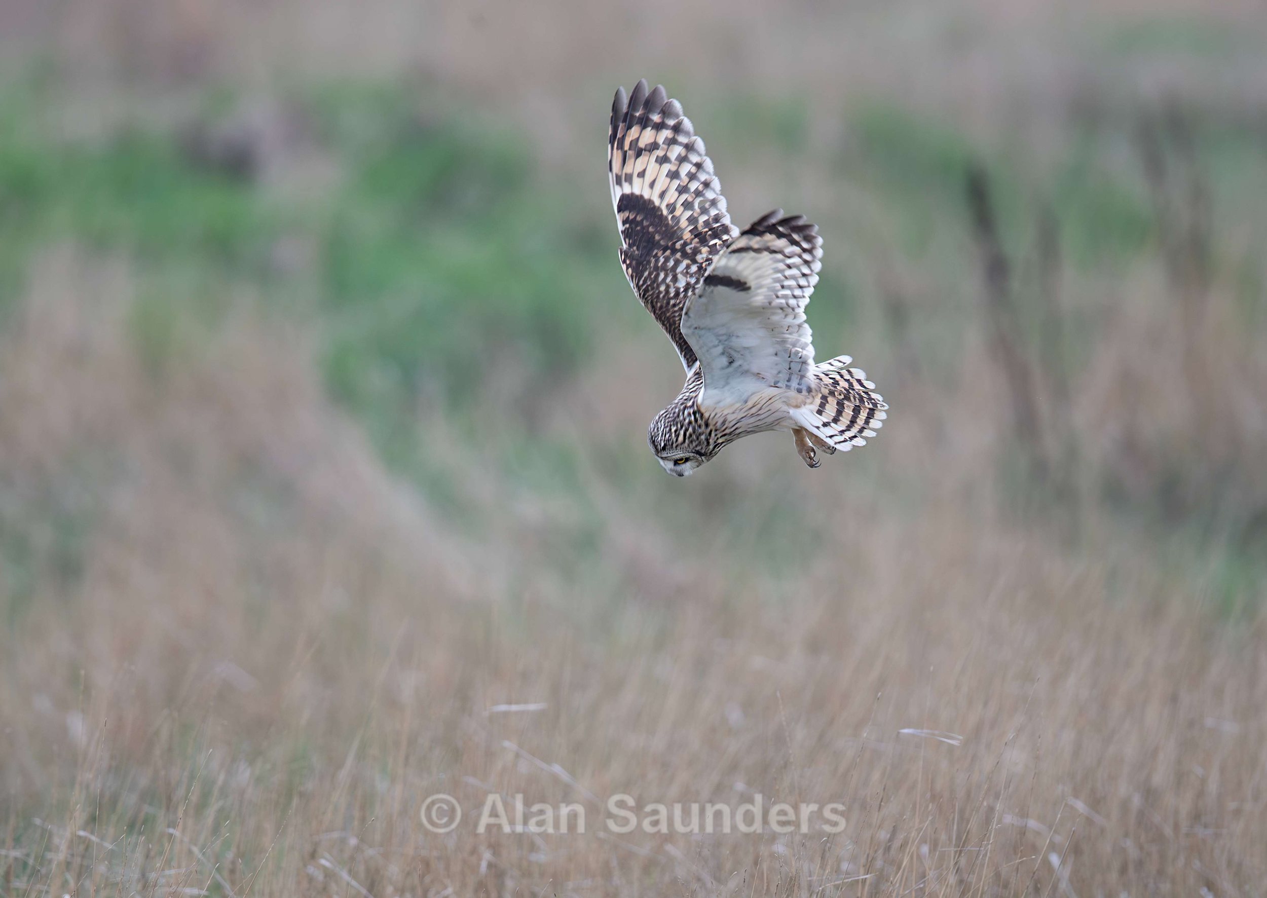 Short Eared Owl