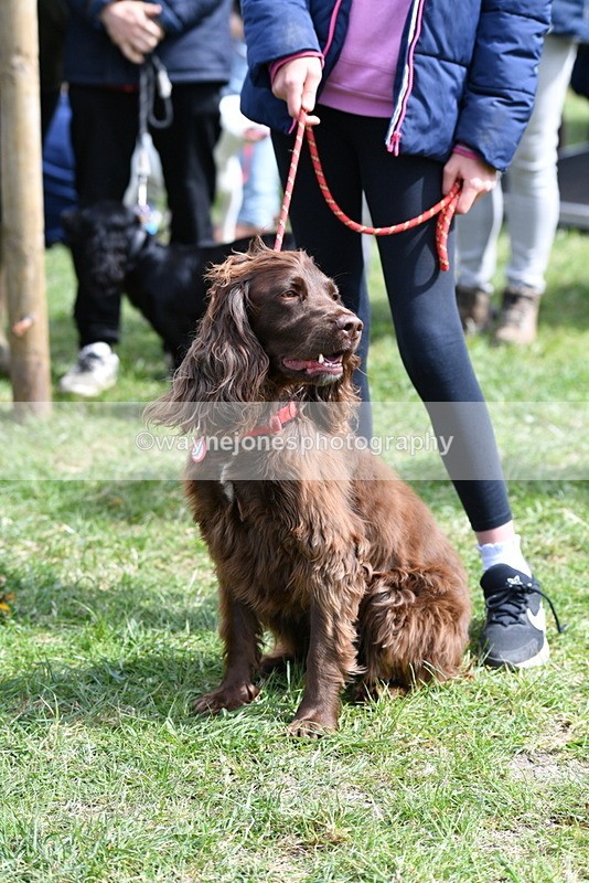 WJ5_9815 - Class 3 Most Handsome Dog