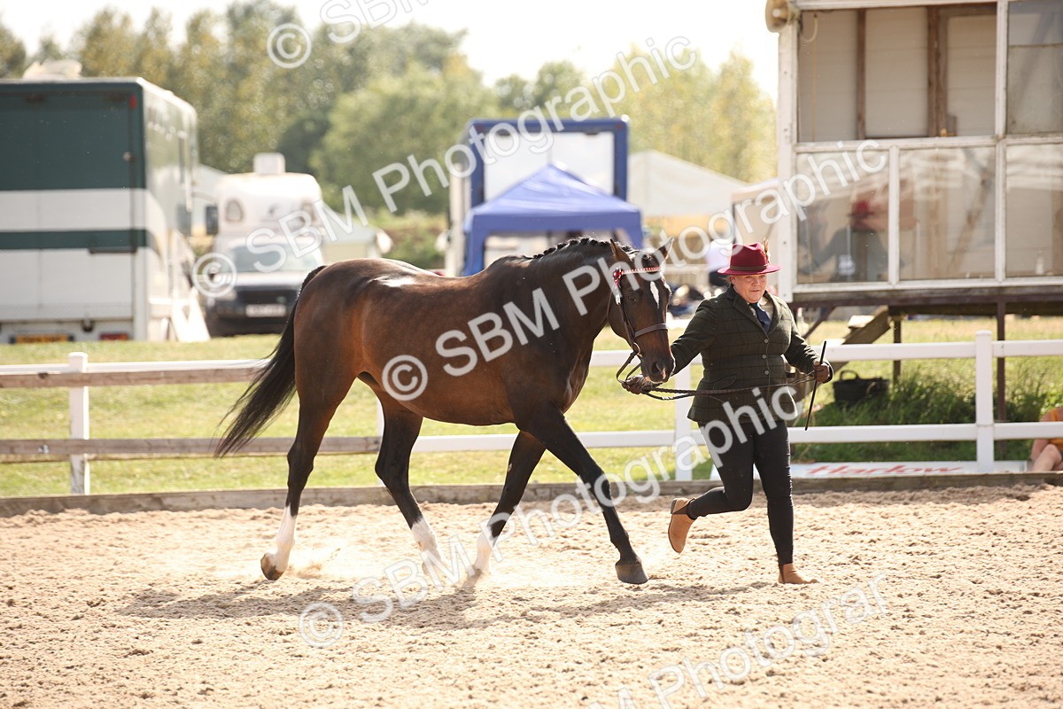 SBM_07041 - Class 25 IH Foreign Breeds- Pure bred