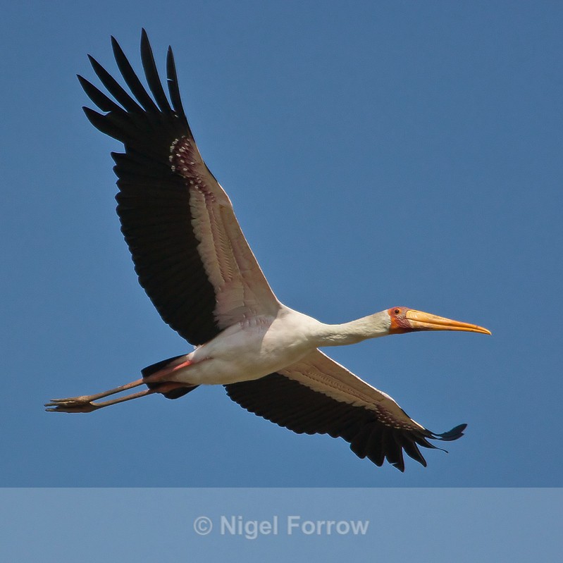Yellow-billed Stork in flight - Yellow-billed Stork