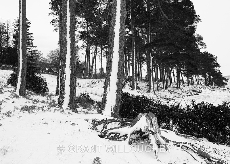 Scots pines - Scots Pines