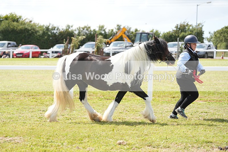 DSC07206 - Coloured Horse In Hand Championship