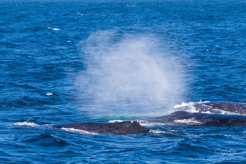 Three Giants 0A3A1489 - Humpback Whales