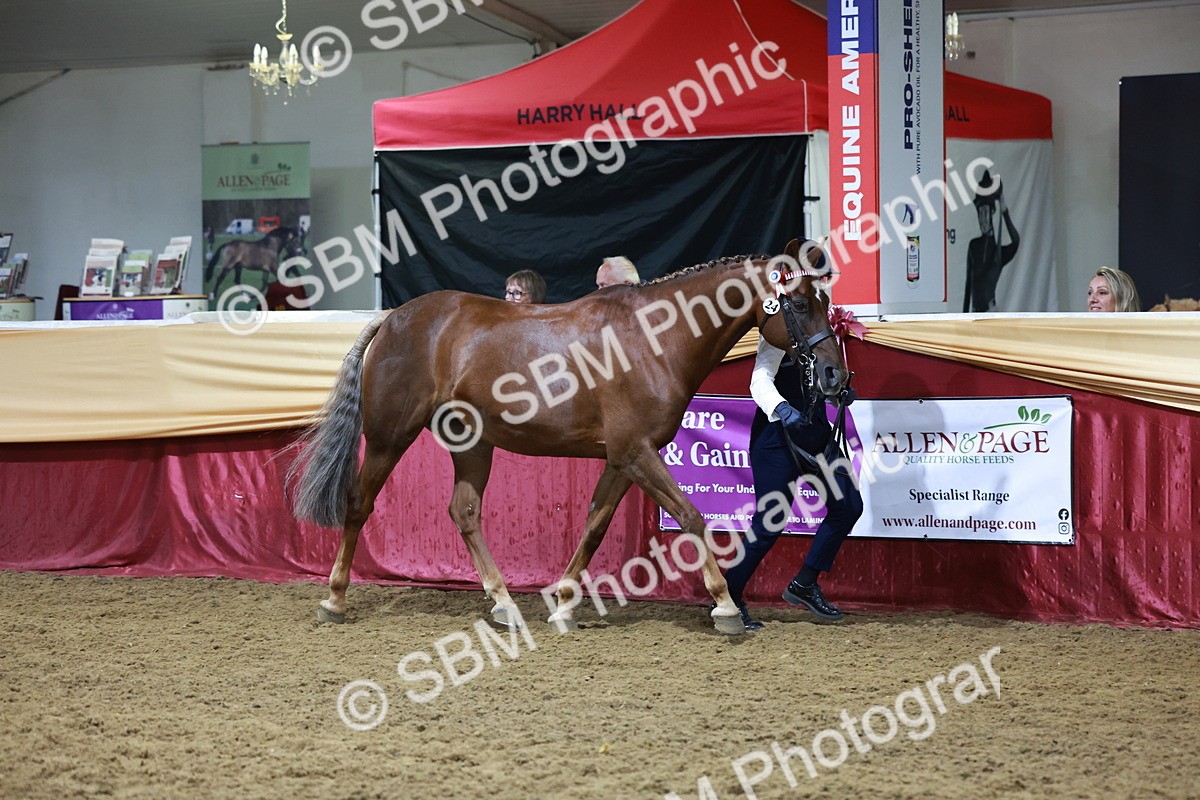 SBM_20407 - Class F - IH Small (148cm & Under)Champ