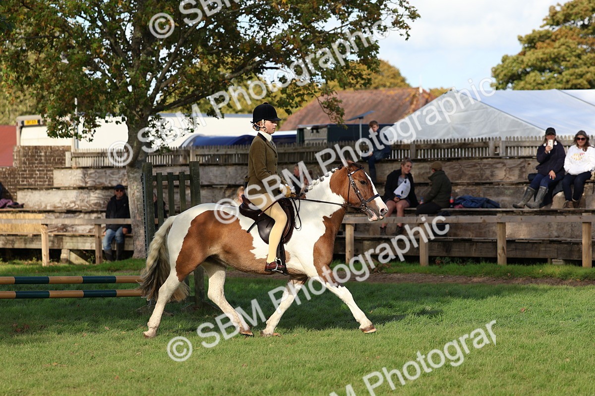 SBM_52502 - S13 - Pony Club Pony