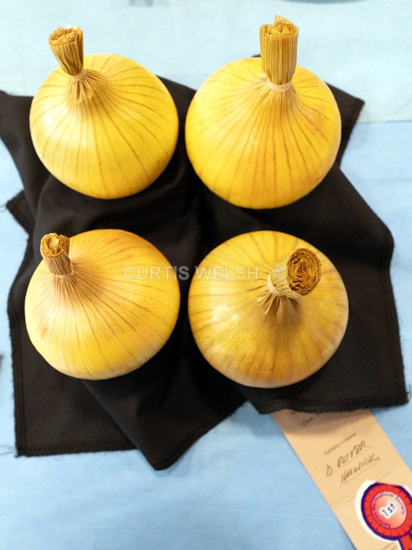 selected59 - EARLSTON FLOWER SHOW. 2025