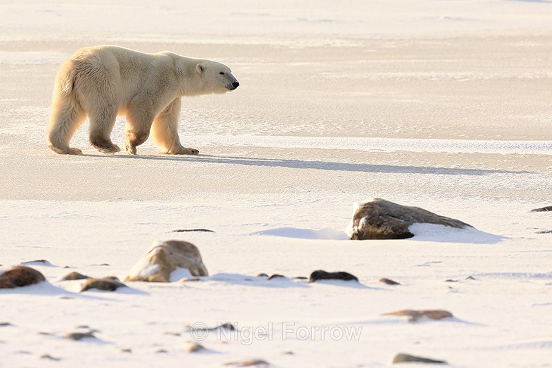 Polar Bear crosses frozen lake, Churchill, Canada - Polar Bear