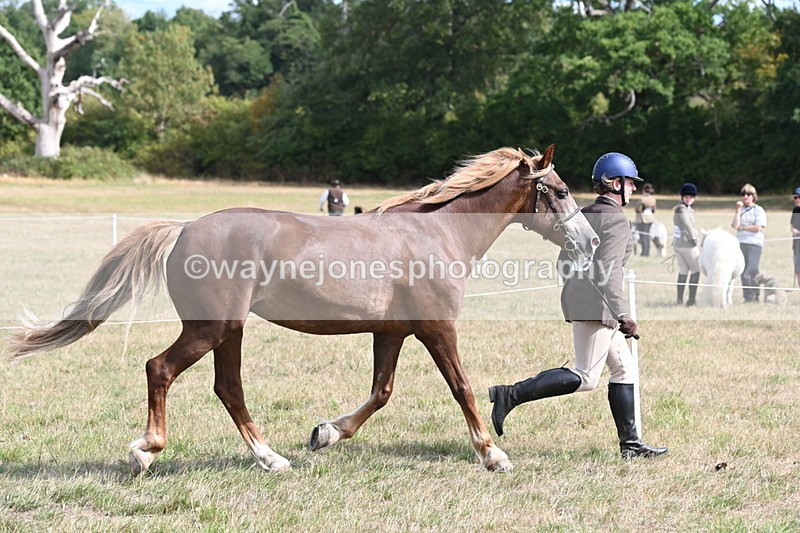 WJ6_6452 - Class 20 In-hand Cob