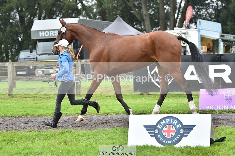 231018-124944-00554 - 070-SLIGO.CASTLE.JACOMAR-Veera.Peltokangas-TrotUp