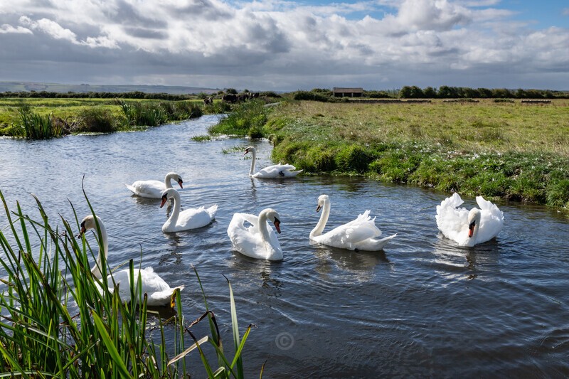 Braunton Marsh - Latest Images