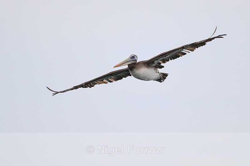 Peruvian Pelican flying overhead, Chile - Peruvian Pelican