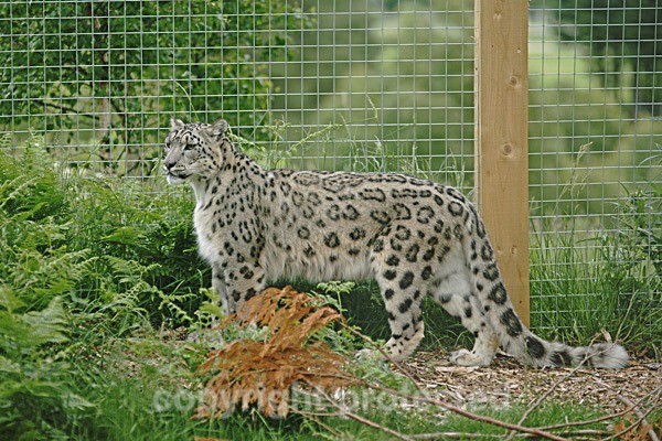  - Snow Leopards