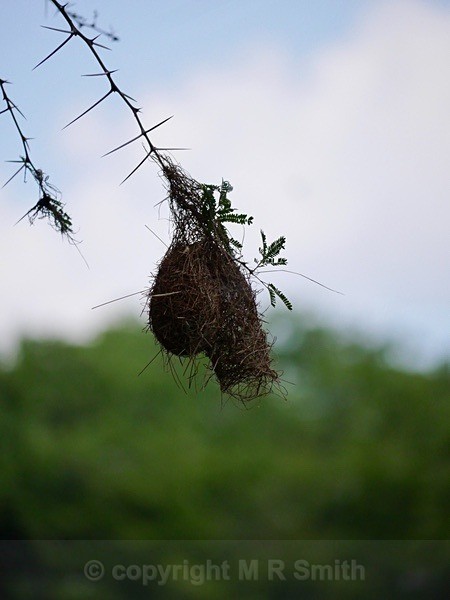 Another type of Weaver nest - BIRDS & INSECTS