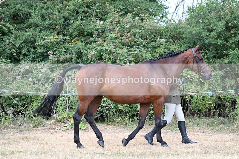 WJ7_1825 - Class 4a Prettiest Mare 14.2hh and over hand