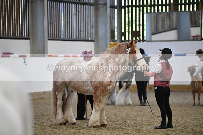 WJ5_4736 - Class 7 In hand coloured / odd coloured