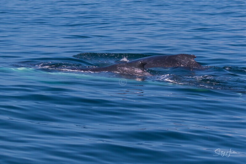 0A3A7696  Mother and Calf 2 - Humpback Whales