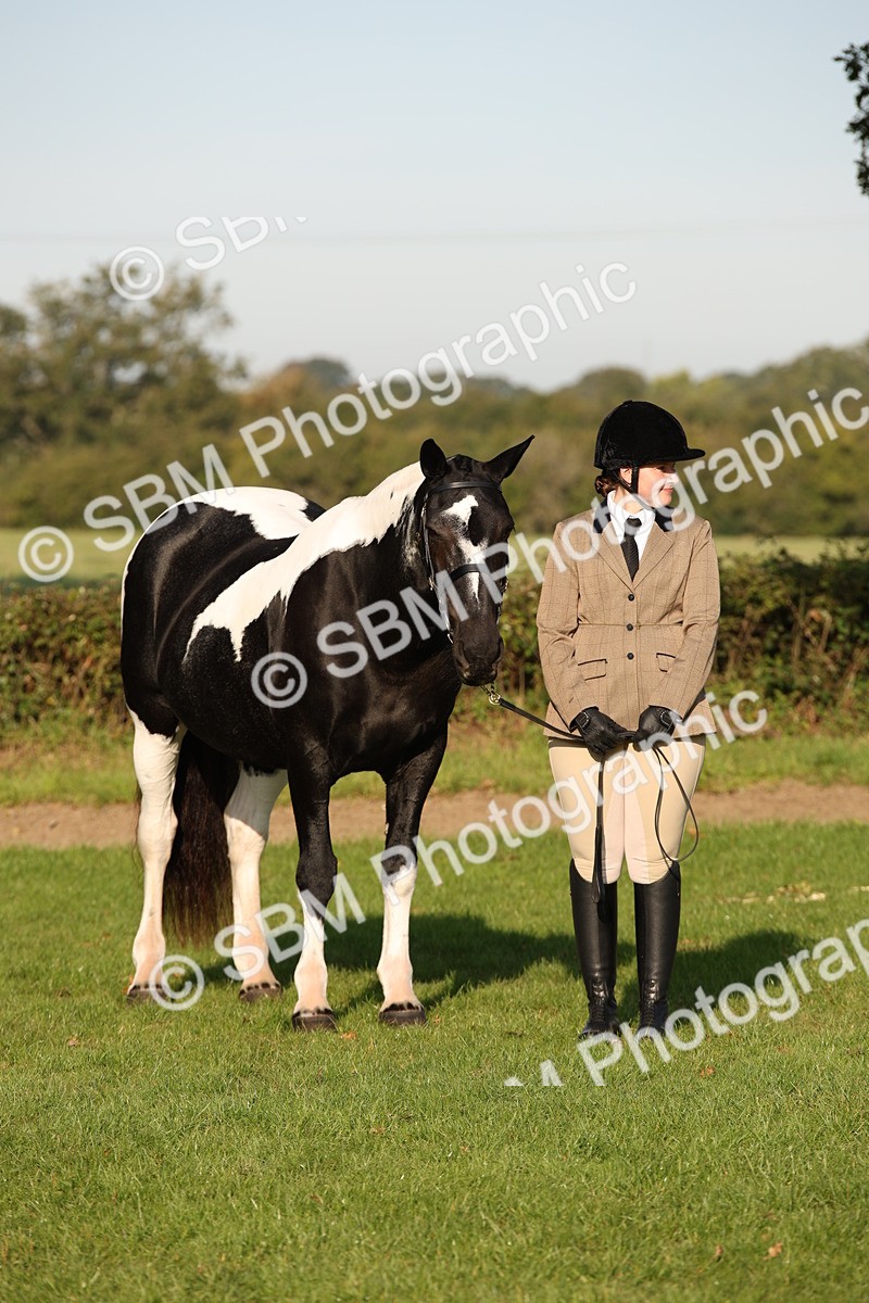 SBM_58767 - S51 - Piebald & Skewbald Horse In Hand