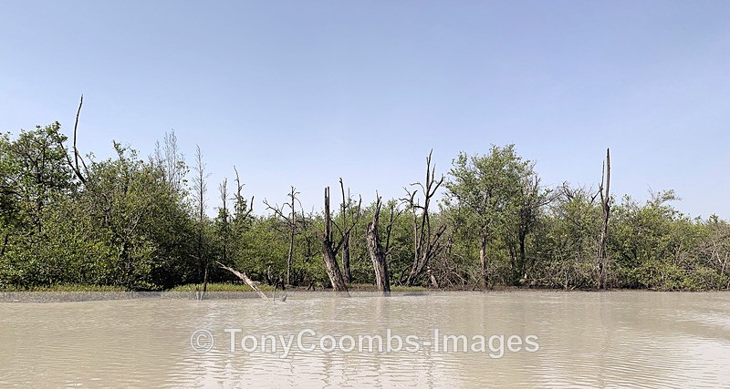 Mangrove Swamp - The Gambia