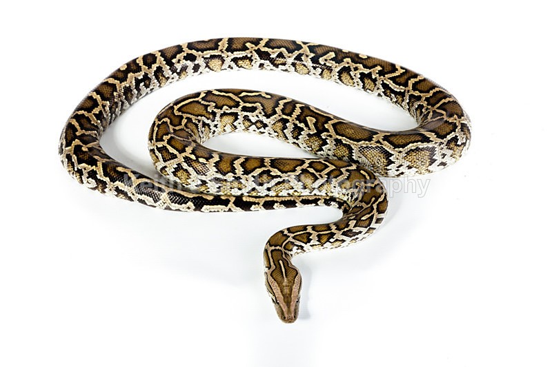 1SKJ7326 - Roaming Reptile Show