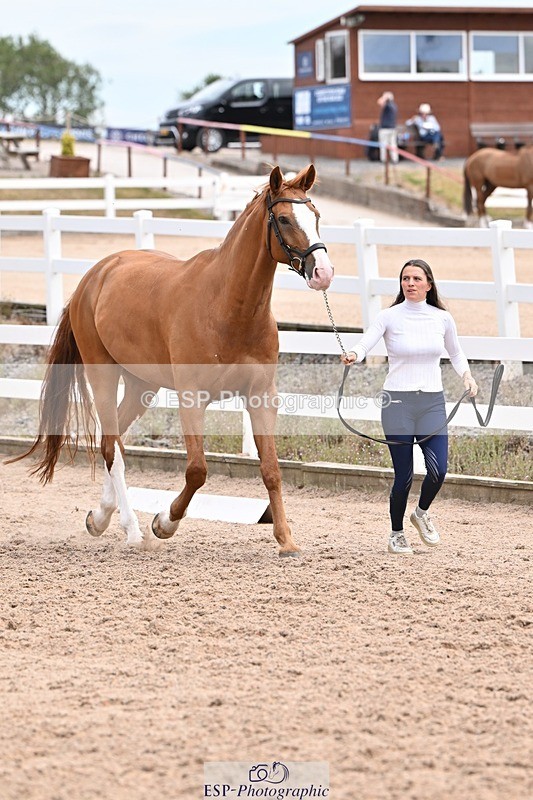 250716-142958-01133 - Trot Up 1.30 to 2.30