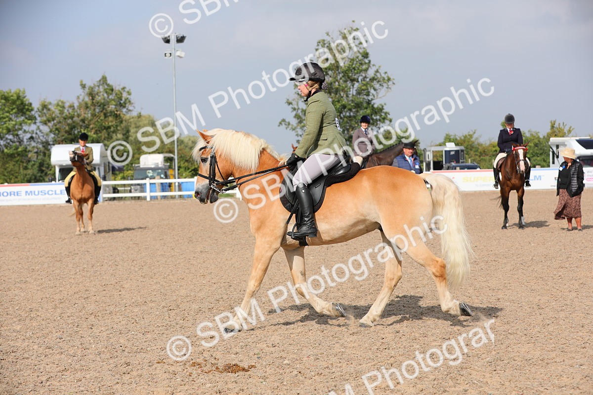 SBM_11426 - Class 305 Ridden Foreign Breeds- Pure Bred