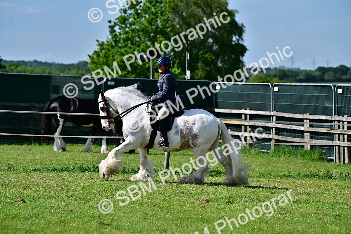 SBM_09334 - Class 63-65 - Traditional Gypsy Cobs In Hand & Ridden