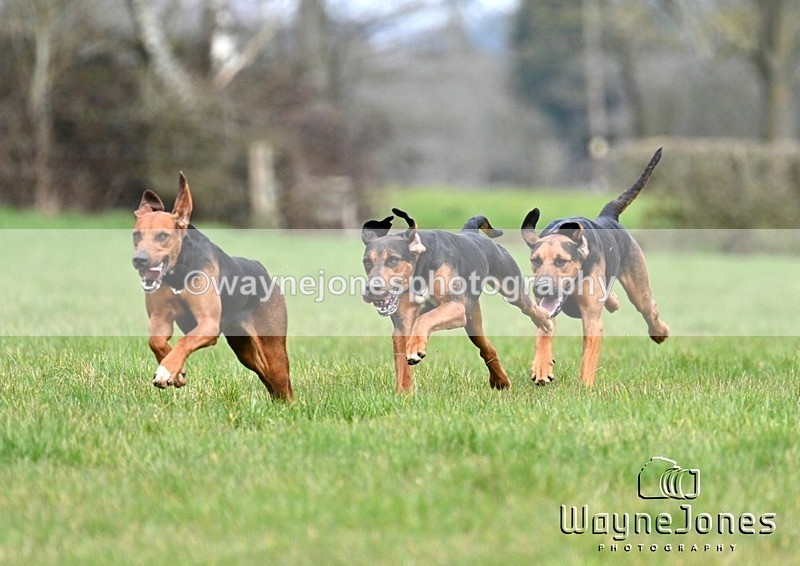 WJ7_6576 - Berks & Bucks Mayridge Farm – Englefield 16-03-25