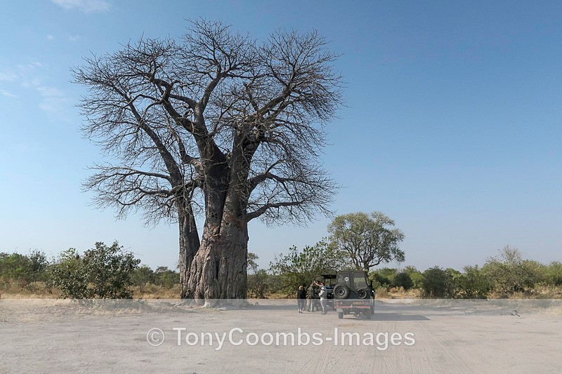 Boabab Tree - Botswana ~ Various Other