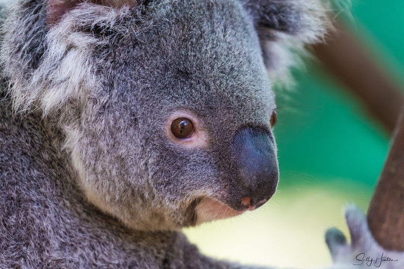 Koala Bear