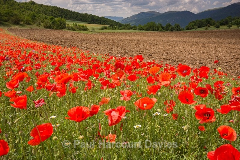 Field poppies (Papaver rhoeas),  and other weeds of cultivation - Flowers in the Landscape - 1