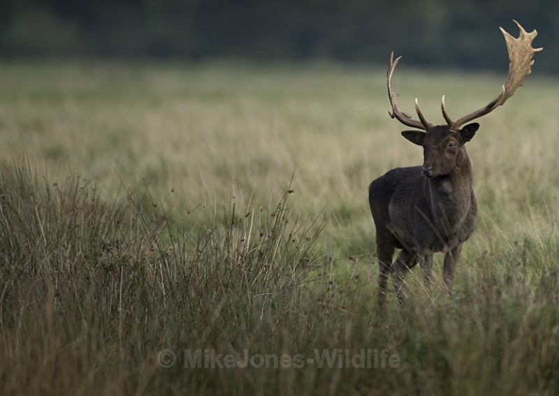 Fallow Deer - FALLOW DEER
