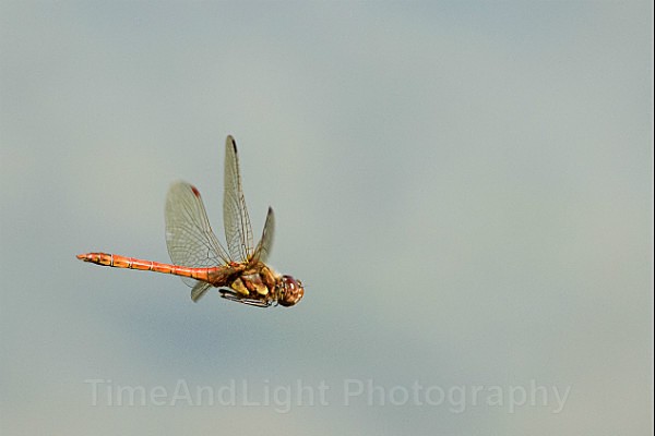 Male Common darter - Dragonflies & Damselflies