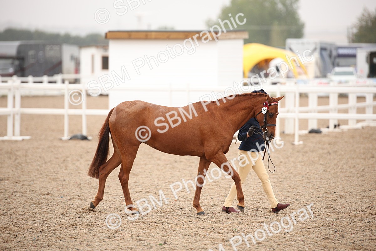 SBM_20103 - Class 702 - IH  Show Horse Pony