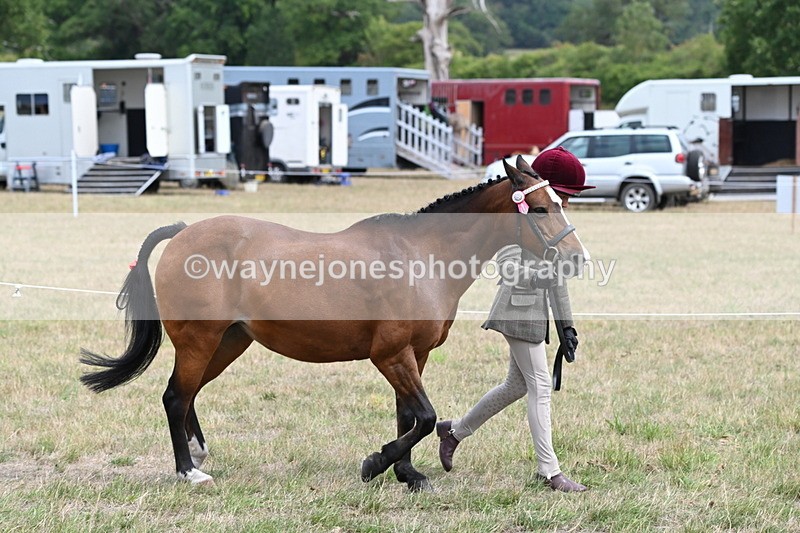 WJ6_5900 - Class 19 In-hand Veterans (Uploaded correct folder)